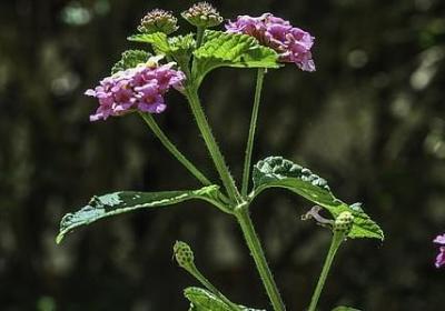 积极的四字词语(通用40句)