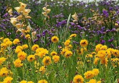 画组词语有哪些(精选16句)