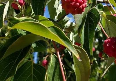 用加点词语造句(推荐25句)