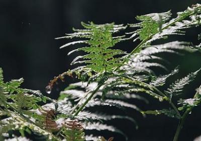 肿组词有哪些词语(共20句)