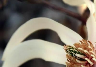 粗壮相近的词语(优选80句)