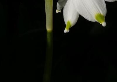 绽开相近的词语(实用69句)