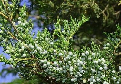 红什么红什么的词语(优选10句) 红什么红什么的词语(优选10句)