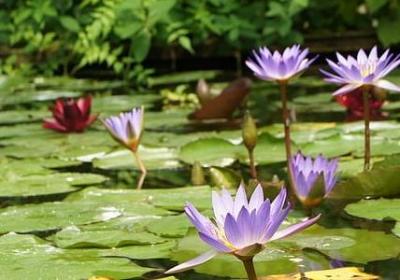 类似叽叽喳喳的词语(精选70句) 类似叽叽喳喳的词语(精选70句)