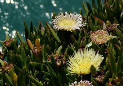 能说明水清的词语是(优选16句)