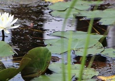 色能组什么词语(共40句)