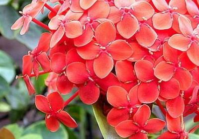 表示害羞的词语(50句) 表示害羞的词语(50句)