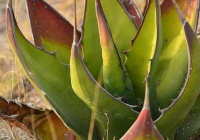 荷花意思相近的词语(汇总70句)