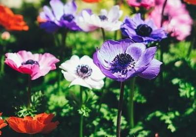 董可以组什么词语(汇总12句)