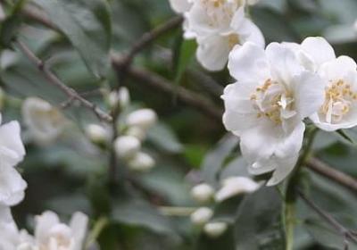 表示说的意思的词语(合集71句)