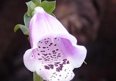 表达快乐的词语(精选81句)