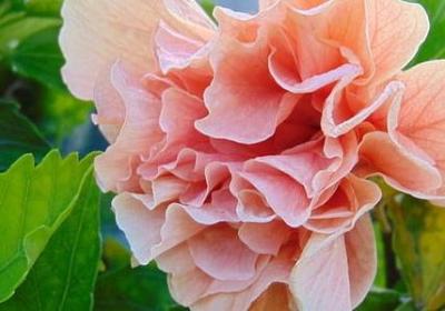 赞美唱歌的词语(推荐61句)