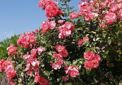 被的四字词语(优选60句)