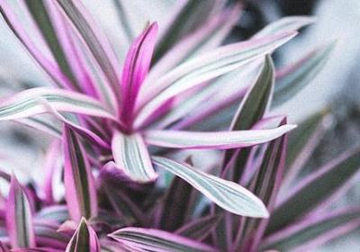 赞美玫瑰的词语(热门40句)