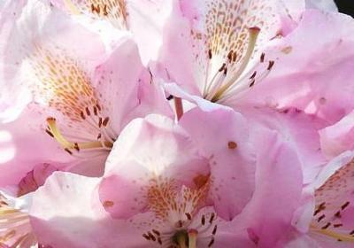 有关粮食的名言(共60句)