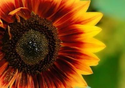 运用比喻的词语(必备79句)