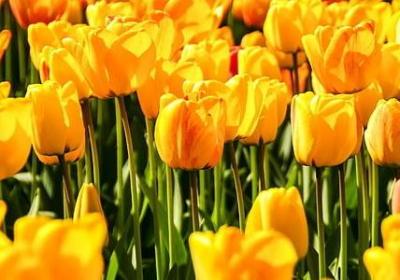 轻轻地填词语(80句)