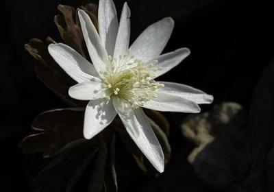 爱国精神的名言(必备80句) 爱国精神的名言(必备80句)