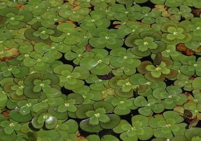 重阳节快乐词语(必备6句)