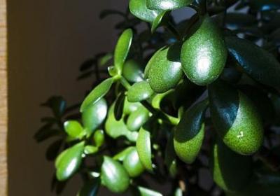 朝花夕拾的名言(通用11句)