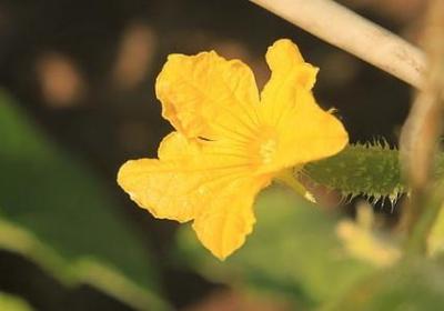 金光灿灿的词语(共40句)