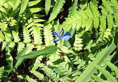 清明节的名人名言(推荐50句)