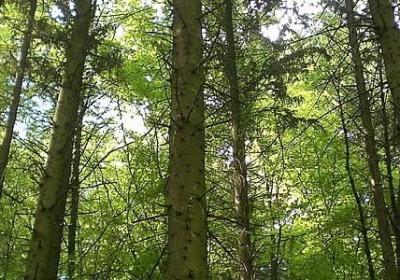 林徽因的名言(实用20句)