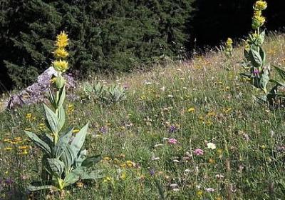 梁启超 名言(精选20句) 梁启超 名言(精选20句)