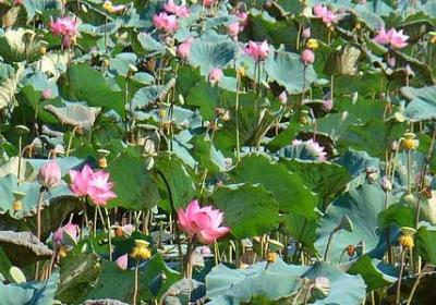 爱心的名言警句(通用60句) 爱心的名言警句(通用60句)