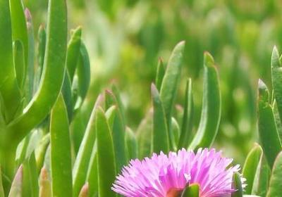 爱护环境名言(精选60句) 爱护环境名言(精选60句)