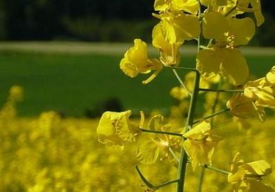 杜甫的名人名言(必备20句)