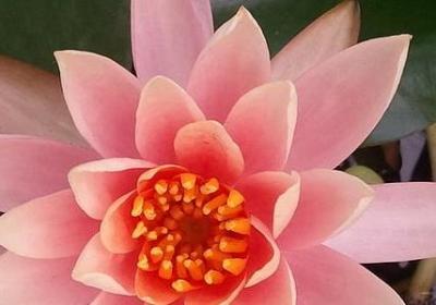 淡泊名利名言(合集20句)