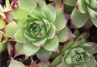 童年名言名句(通用69句) 童年名言名句(通用69句)