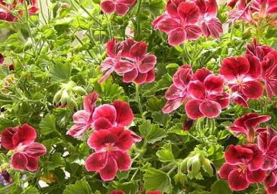 米开朗基罗名言(汇总20句) 米开朗基罗名言(汇总20句)