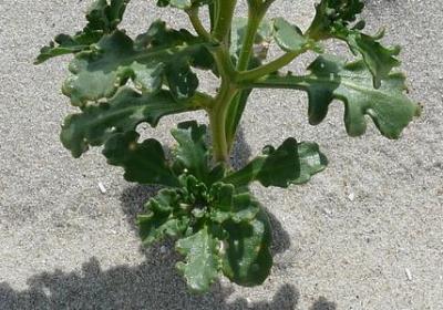 老舍的名言名句(共20句)