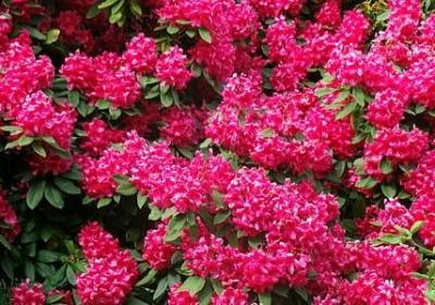 莎士比亚名人名言(推荐67句) 莎士比亚名人名言(推荐67句)