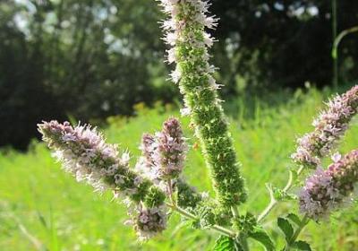 脚踏实地的名言(实用40句) 脚踏实地的名言(实用40句)