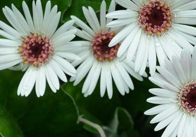 莎士比亚名言(实用36句) 莎士比亚名言(实用36句)