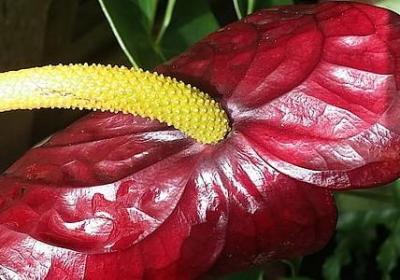 英语名言大全(共97句)