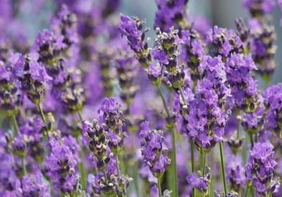 西班牙语名言(推荐40句) 西班牙语名言(推荐40句)