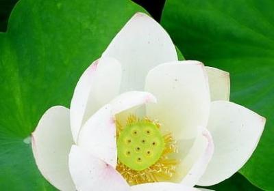 诸葛亮说过的名言(合集40句) 诸葛亮说过的名言(合集40句)