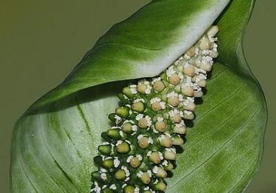 赞美烈士的名言(实用40句) 赞美烈士的名言(实用40句)