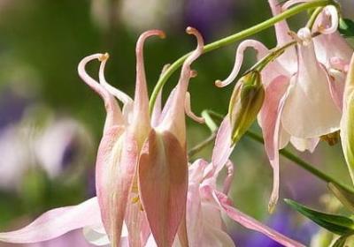 语文教育名言(精选40句) 语文教育名言(精选40句)