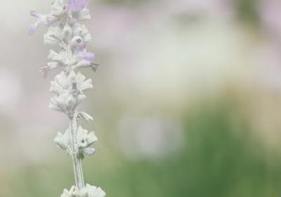 赞美语文的名言(60句) 赞美语文的名言(60句)