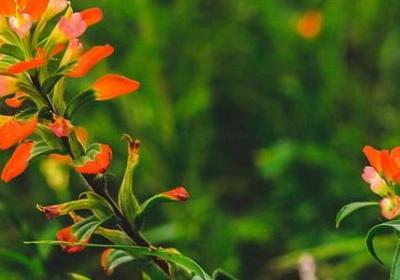 赞美童年的名言(精选40句)