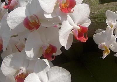 自以为是的名言(共10句)