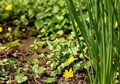 莎士比亚的爱情名言(优选50句) 莎士比亚的爱情名言(优选50句)