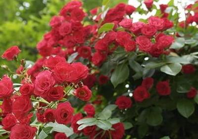 英语励志的名言(热门34句) 英语励志的名言(热门34句)