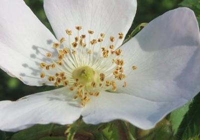 积极学习的名言(实用40句) 积极学习的名言(实用40句)