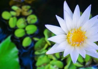 赞扬父母的名言(40句) 赞扬父母的名言(40句)